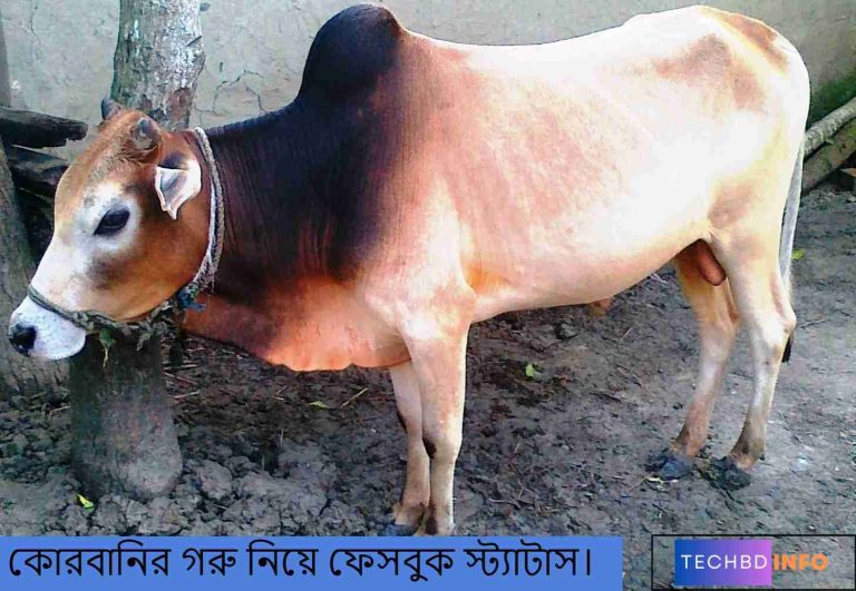 কোরবানির গরু নিয়ে ফেসবুক স্ট্যাটাস।