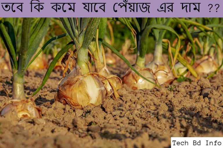 তবে কি কমে যাবে পেঁয়াজ এর দাম ??