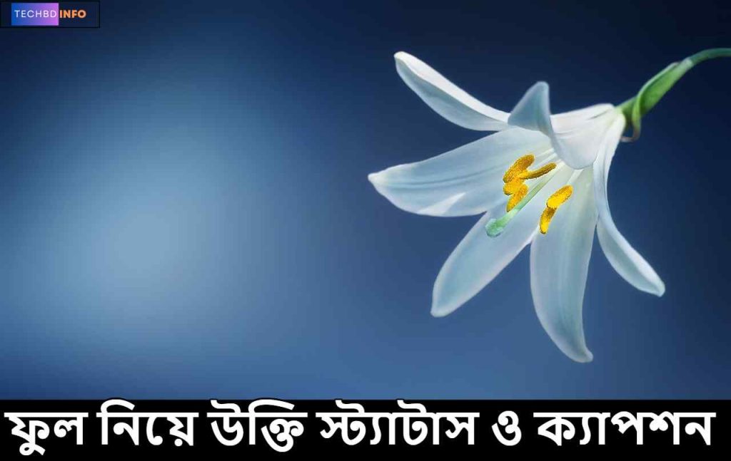 ফুল নিয়ে উক্তি স্ট্যাটাস ও ক্যাপশন