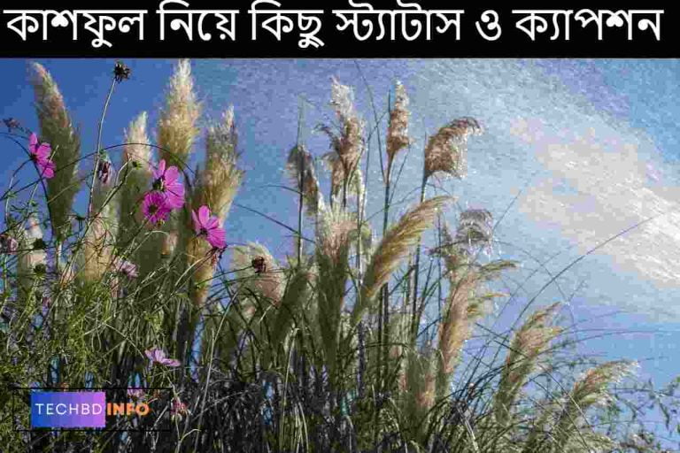 কাশফুল নিয়ে কিছু স্ট্যাটাস ও ক্যাপশন
